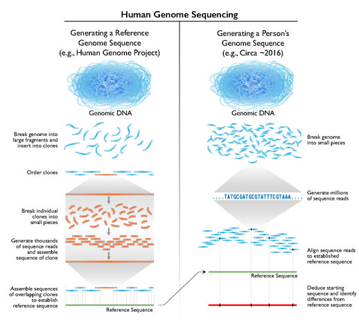 Full-scale Human Genome Sequencing
