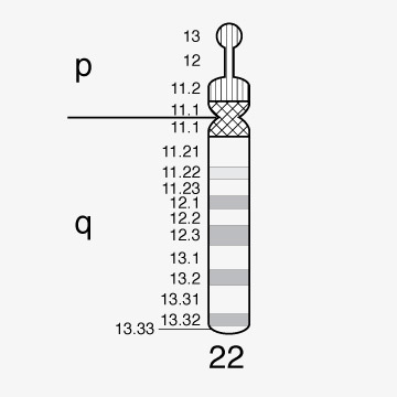 Chromosome 22