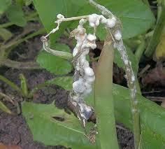 Enzimas y tóxinas del hongo Sclerotinia