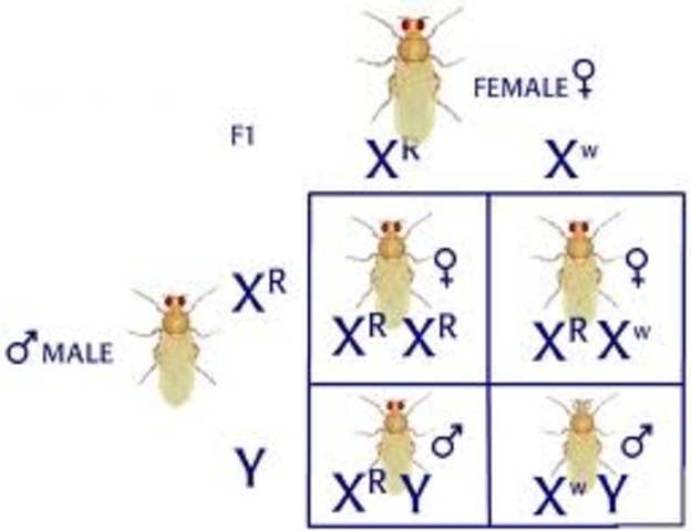 Morgan's First Finding
