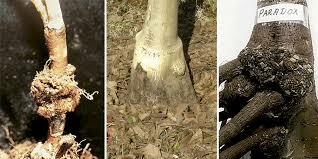 Enfermedad agalla de la corona