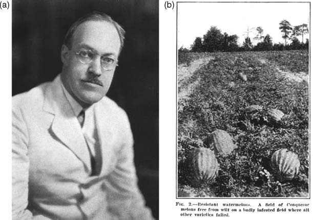 Marchitamientos por Fusarium