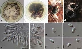 Variabilidad genética entre patógenos