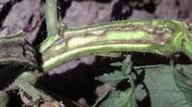 Timeline: Bacterias en las enfermedades de las plantas