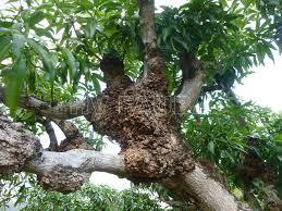 Enfermedad agalla de la corona