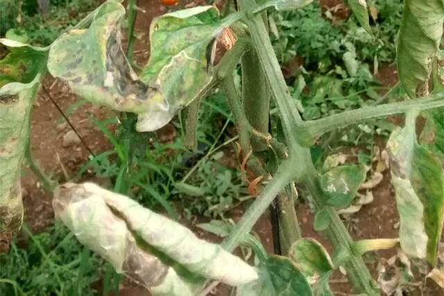 Bacterias fitopatógenas