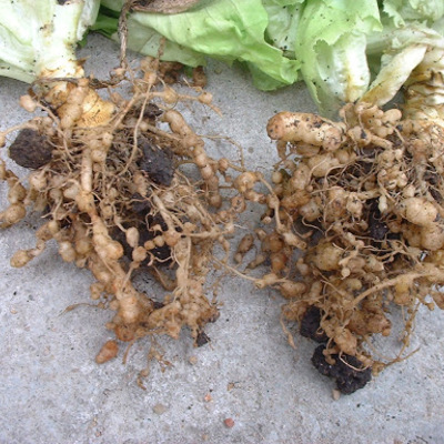 Timeline: Nematodos en las enfermedades de las plantas