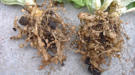 Timeline: Nematodos en las enfermedades de las plantas