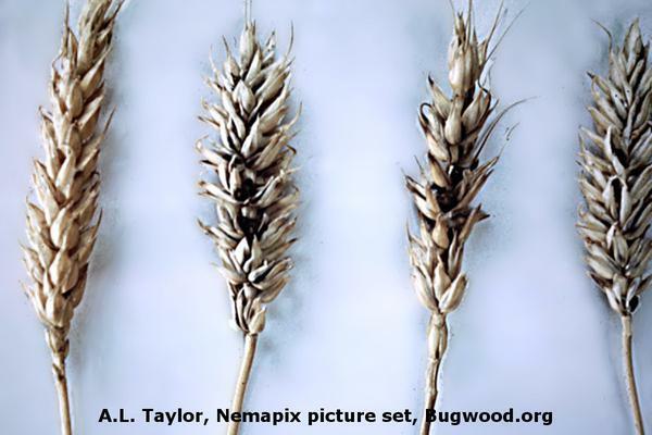 Nematodos fitopatogénos