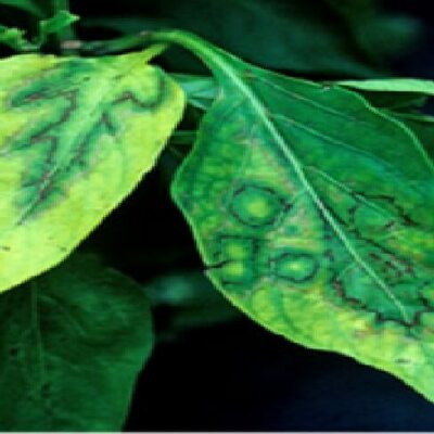 Timeline: Virus en las enfermedades de las plantas