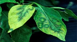 Timeline: Virus en las enfermedades de las plantas