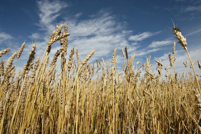 Aparecen las primeras enfermedades infecciosas de plantas