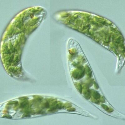 Timeline: Protozoarios en las enfermedades de las plantas