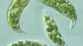 Timeline: Protozoarios en las enfermedades de las plantas