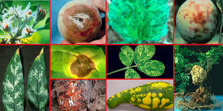 Clasificación de las enfermedades en las plantas