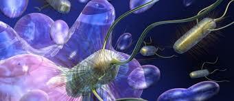 Primer artículo de investigación de patogenicidad