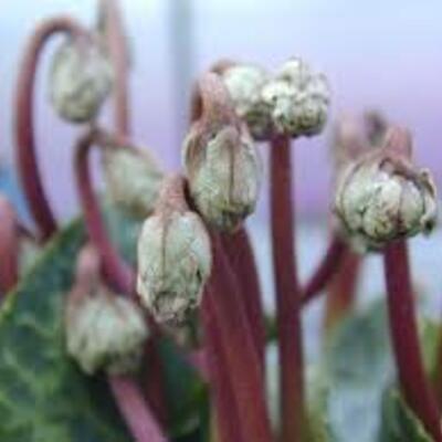 Timeline: Microplasmas en las enfermedades de las plantas