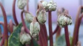 Timeline: Microplasmas en las enfermedades de las plantas