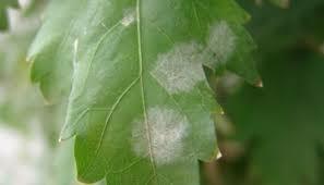 Reproducción de enfermedades en plantas sanas con esporas de hongos