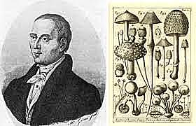 Descubrimiento de las esporas por Michelli