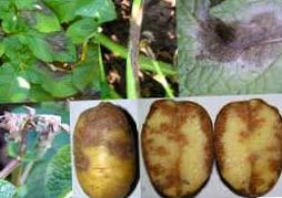 Tizón tardío de la papa (Inicios de la fitopatología)