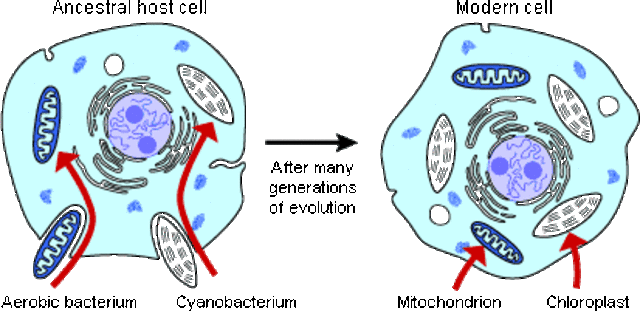Symbiotic Mycrobes = eukaryote cells