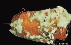 Sclerotinia el hongo del moho blanco