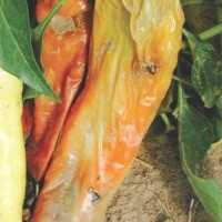 Enzimas citolíticas y pudrición blanda