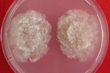 Resistencia fúngica