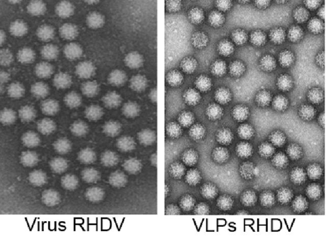 Observación de partículas virales