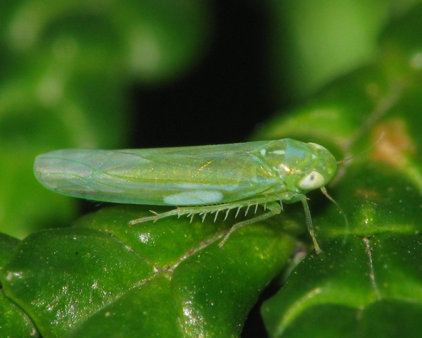 Micoplasmas en plantas