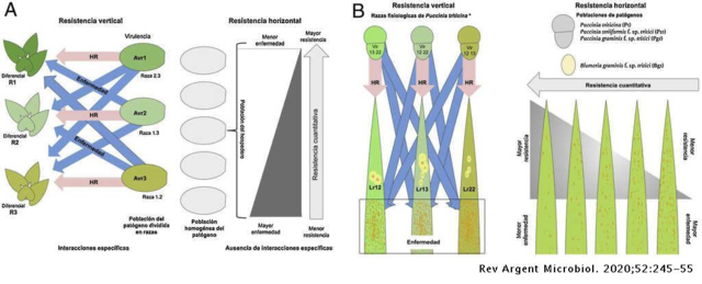 Resistencia vertical y horizontal