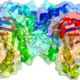 Tpi1 structure