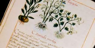 Capítulos “cosas medicinales” del códice Florentino.