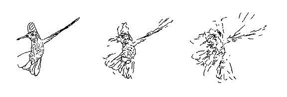 FIRST DIGITAL MORPHING