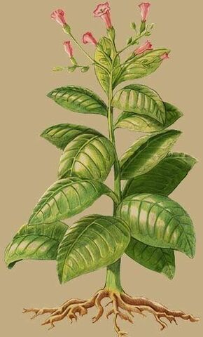 El tabaco y su creciente demanda