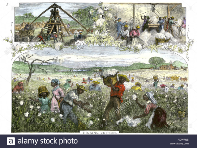 El Algodón ¿Nueva Moneda?