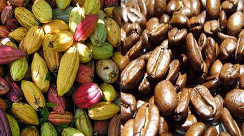 Cafe y Cacao encabezando las exportaciones