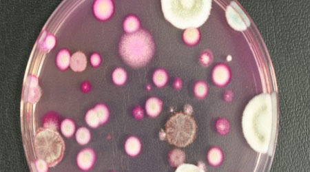 Detectan todas las bacterias y hongos que intervienen en la producción del compost