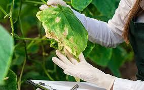 Clasificación de enfermedades