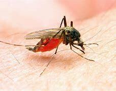 La Teoría del Miasma