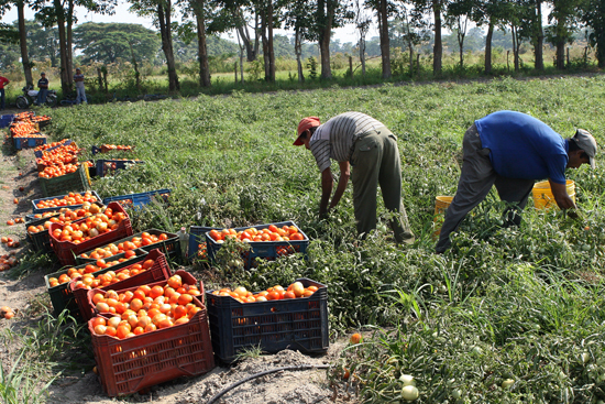 Ley de tierras y desarrollo agrario