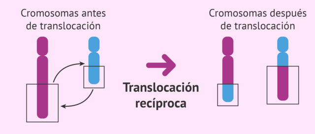 Fragmentos cromosómicos