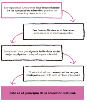 Teoria selecció natural i societat de l'època