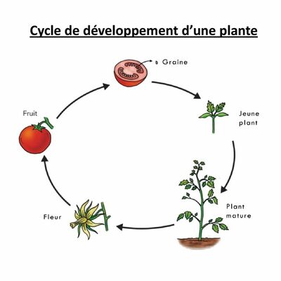 Timeline: Développement de la plante