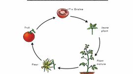 Timeline: Développement de la plante