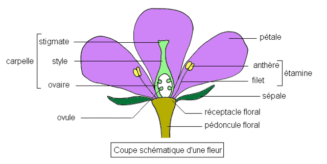 La fleur