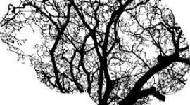 Timeline: HISTORIA DE LA NEUROPSICOLOGÍA