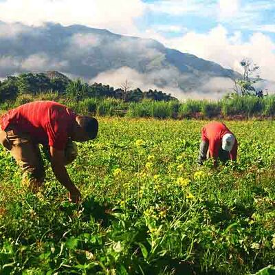 Timeline: Actividades Agropecuarias de Venezuela Daniel Prato 5C