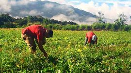 Timeline: Actividades Agropecuarias de Venezuela Daniel Prato 5C